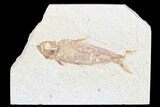 Detailed Fossil Fish (Knightia) - Wyoming #173742-1